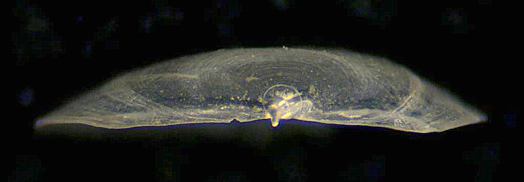 conferma determinazione